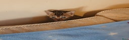Bengal cats for sale: Family Raised TICA Bengal Kittens - Advert 14