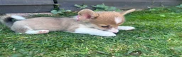 Welsh Corgi Pembroke dogs for sale: REDUCED — Fully Vaccinated Pembroke Welsh Corgi   - Advert 15