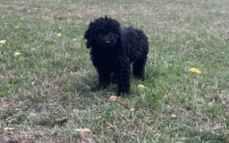 Cockapoo dogs for sale: Cockapoo Puppies - Advert 18