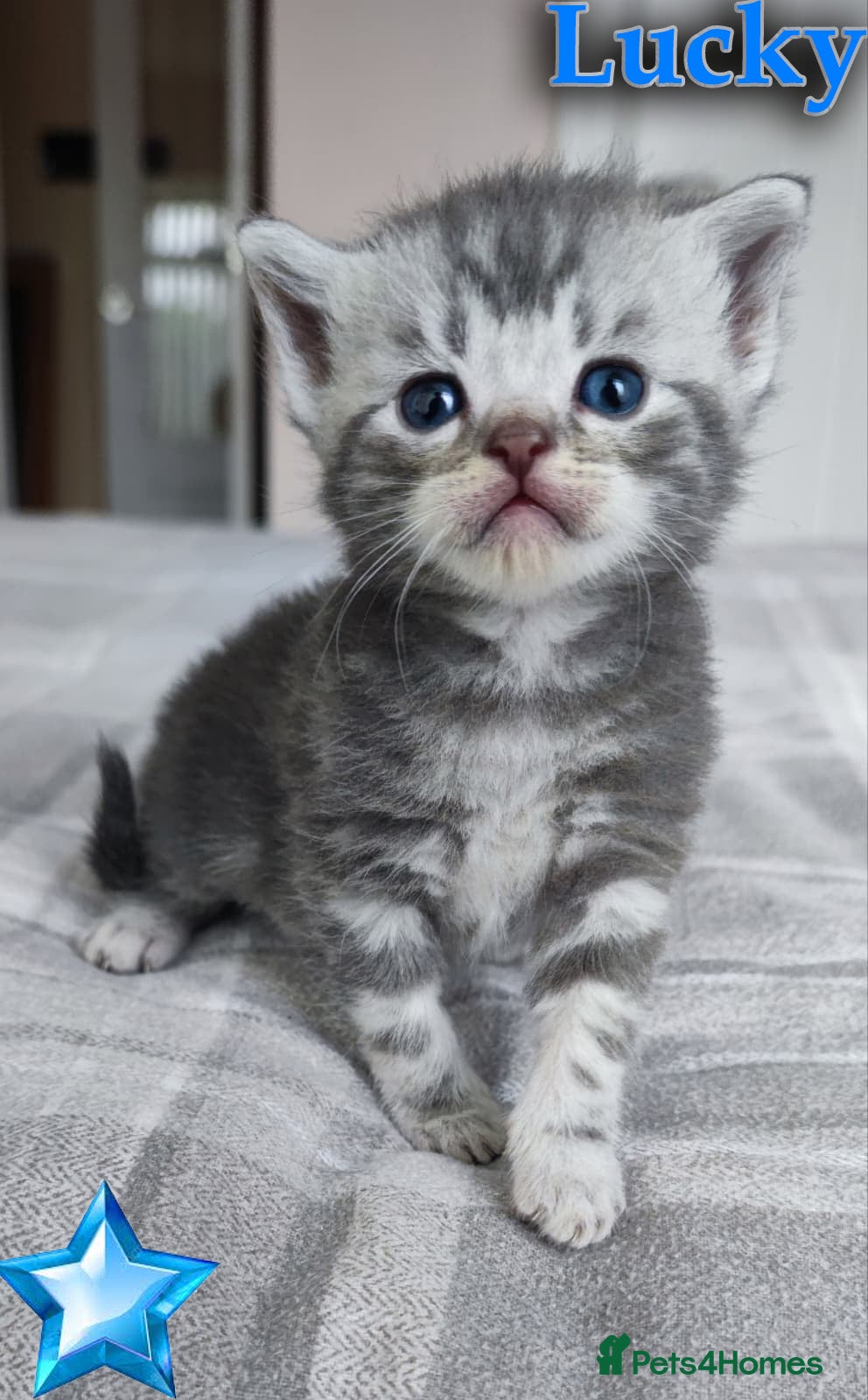 British Shorthair cats for sale: LAST ONE LEFT-Pedigree GCCF Pure BSH Tabby Kittens - Advert 1