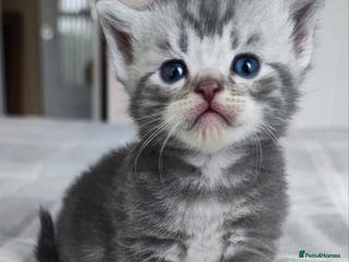 British Shorthair cats LAST ONE LEFT-Pedigree GCCF Pure BSH Tabby Kittens - Advert 6