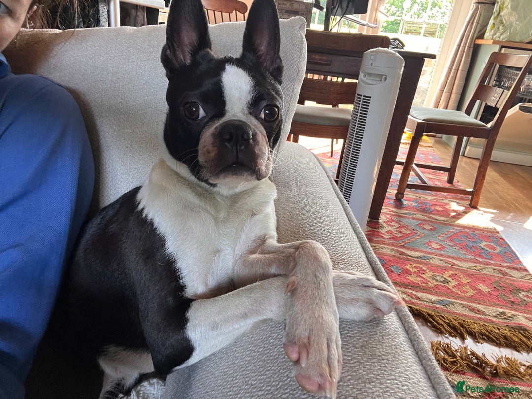 Boston Terrier dogs for sale: Beautiful Boston Boys Ready for Forever Homes - Image 14