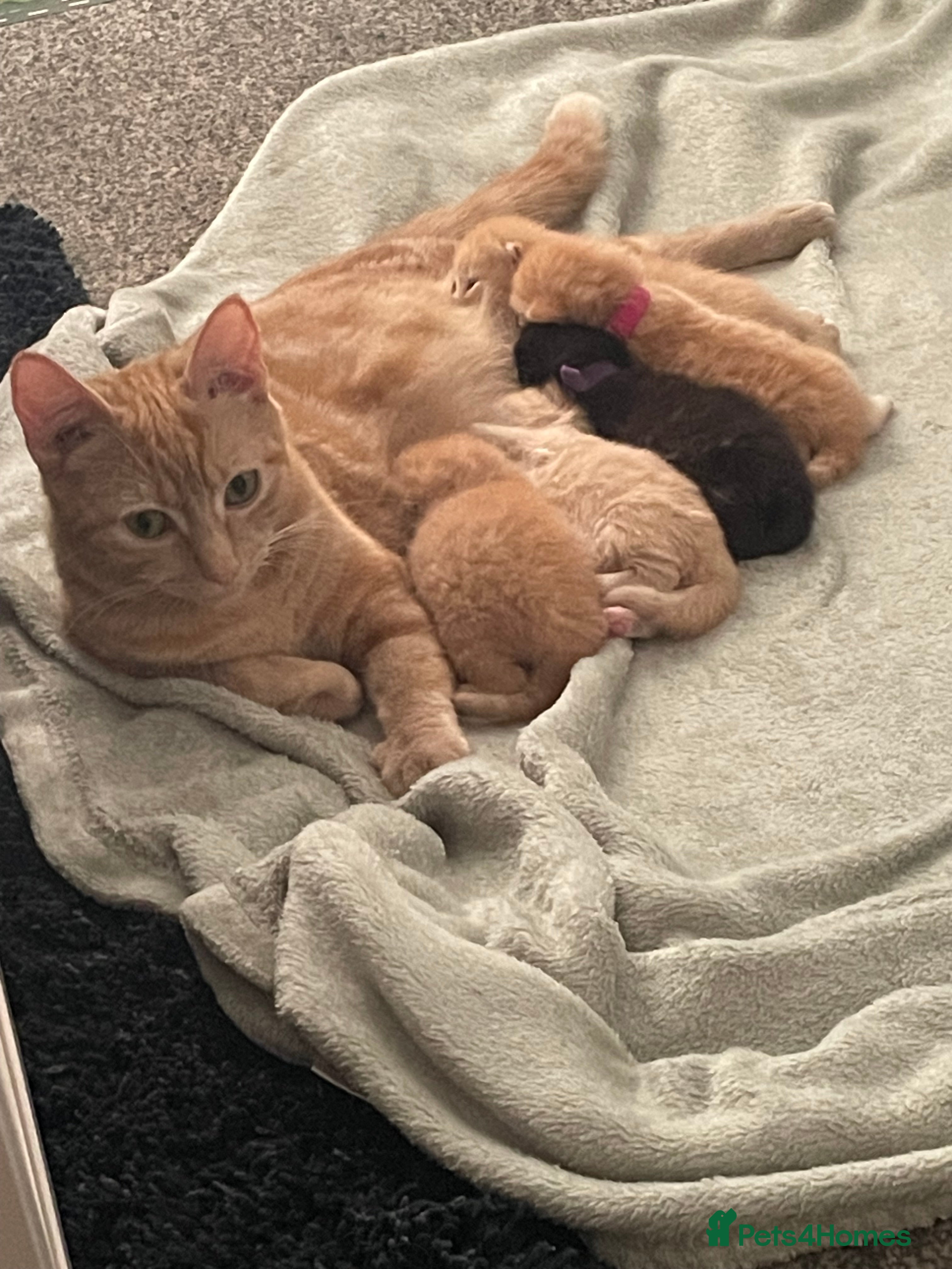 American Shorthair cats Three kittens for sale  - Advert 2