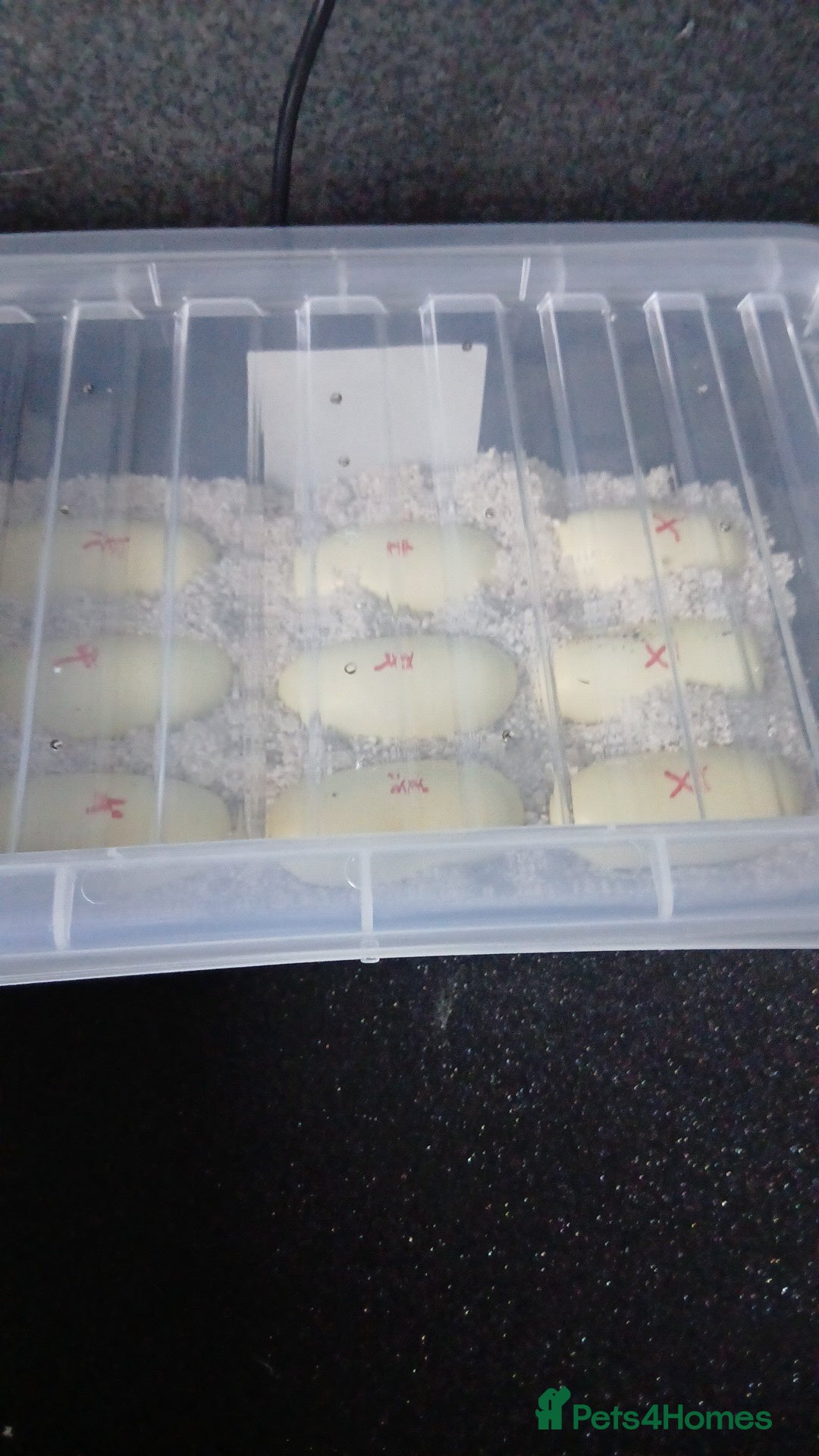 Snake reptiles False water cobra eggs ready soon! - Advert 2