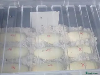 Snake reptiles False water cobra eggs ready soon! - Advert 2