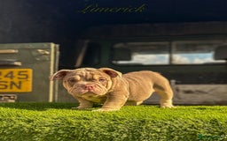 English Bulldog dogs for sale: 🔥 THE JACKPOT PUPPIES ARE HERE 🔥 - Image 11