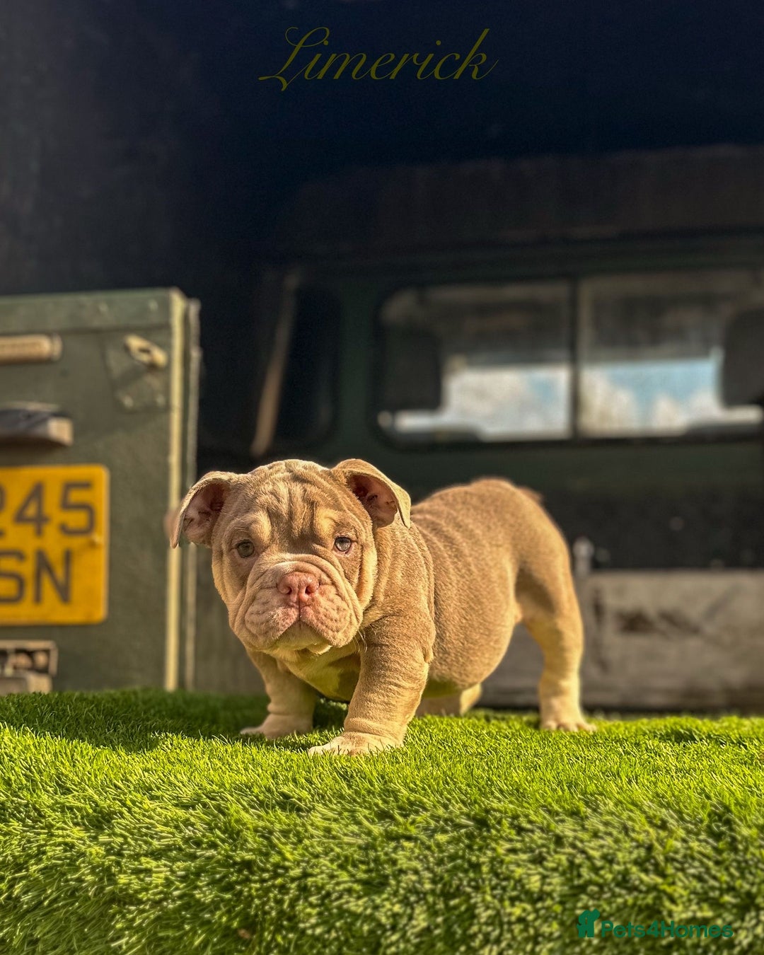 English Bulldog dogs for sale: 🔥 THE JACKPOT PUPPIES ARE HERE 🔥 - Image 11