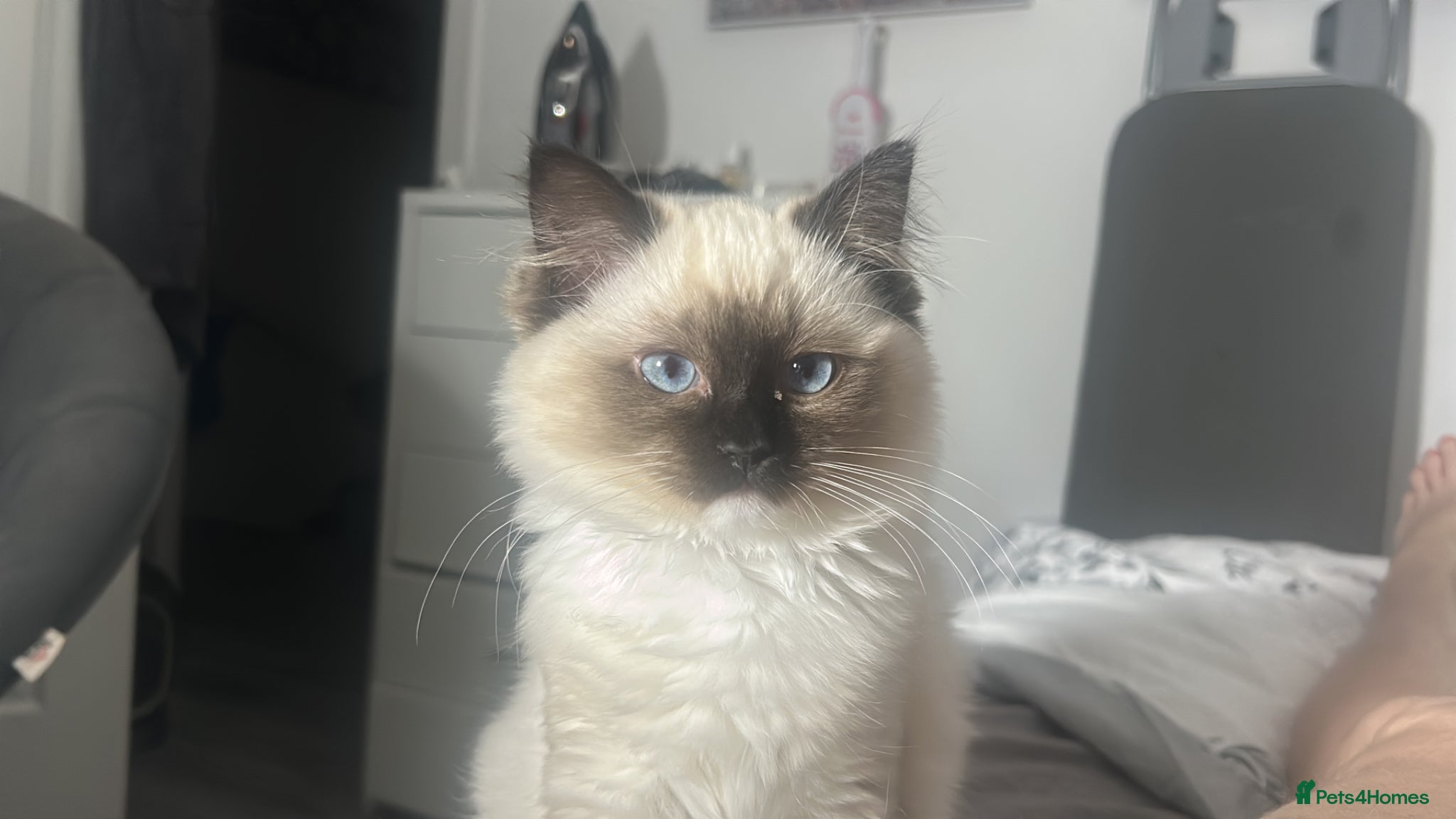 Ragdoll cats 7 months Ragdoll Kitten  - Advert 2