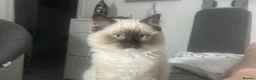 Ragdoll cats for sale: 7 months Ragdoll Kitten  - Advert 1