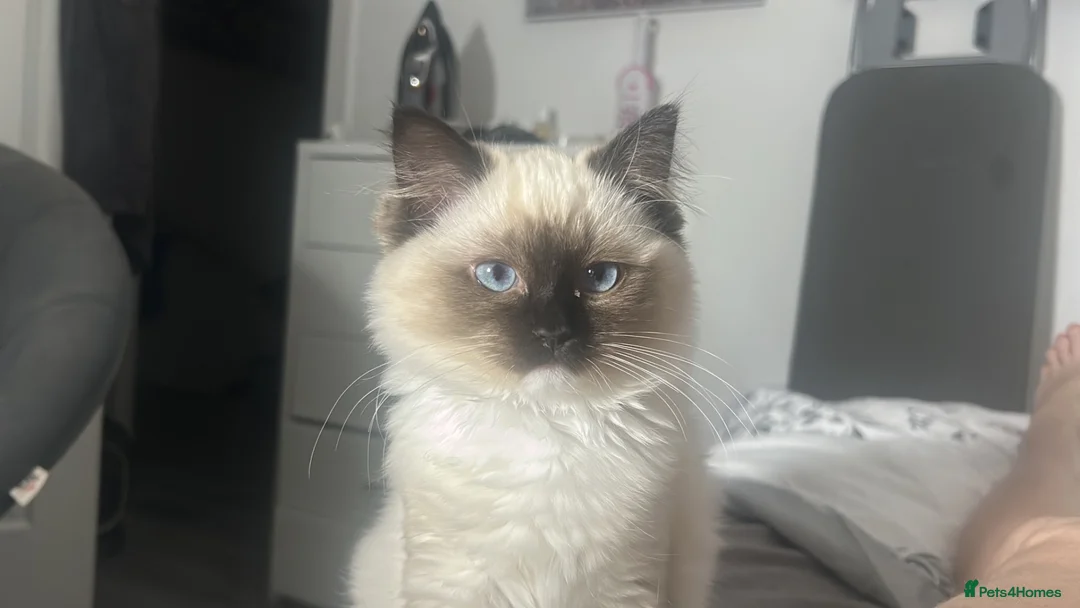 Ragdoll cats for sale: 7 months Ragdoll Kitten  - Advert 1