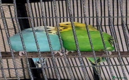 Budgerigars birds for sale: Budgies for sale - Image 1