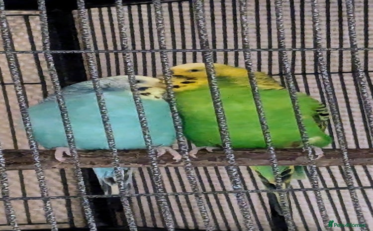 Budgerigars birds - Advert 1
