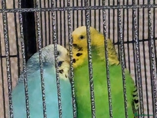 Budgerigars birds - Advert 28