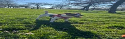 Jack Russell dogs for sale: Beautiful Pure-Bred Jack Russell Terrier Puppies in London - Advert 9