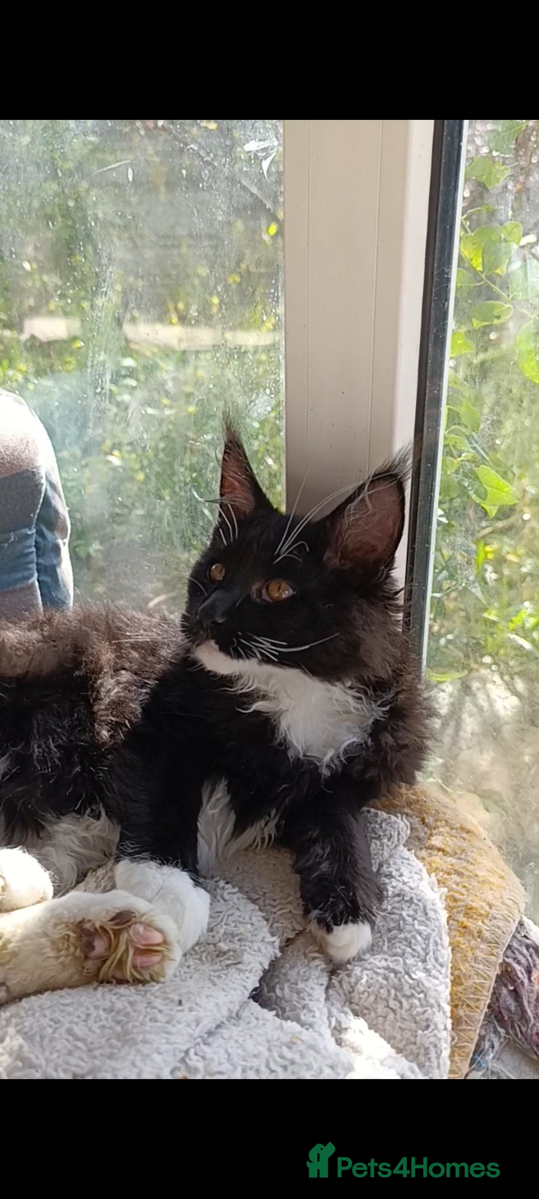 Maine Coon cats for sale: Maine-Coon kittens  - Image 27