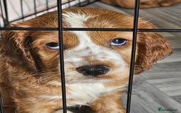 Mixed Breed dogs for sale: Cockalier, Springer Spaniel looking for a new home - Image 10