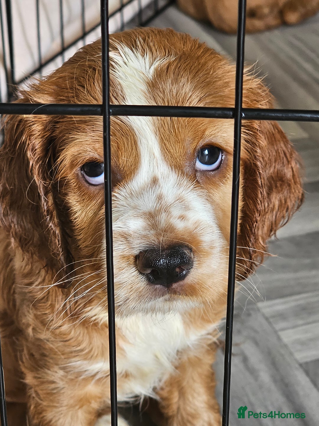 Mixed Breed dogs for sale: Cockalier, Springer Spaniel looking for a new home - Image 10