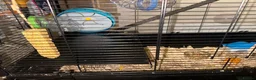 Hamster rodents for sale: HAMSTER CAGE FOR SALE - Advert 5