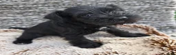 Miniature Schnauzer dogs for sale: Beautiful Miniature Schnauzers - Advert 14