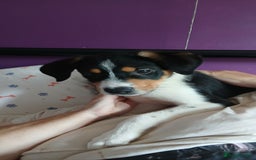 Mixed Breed dogs for sale: patterdale collie x  - Image 2