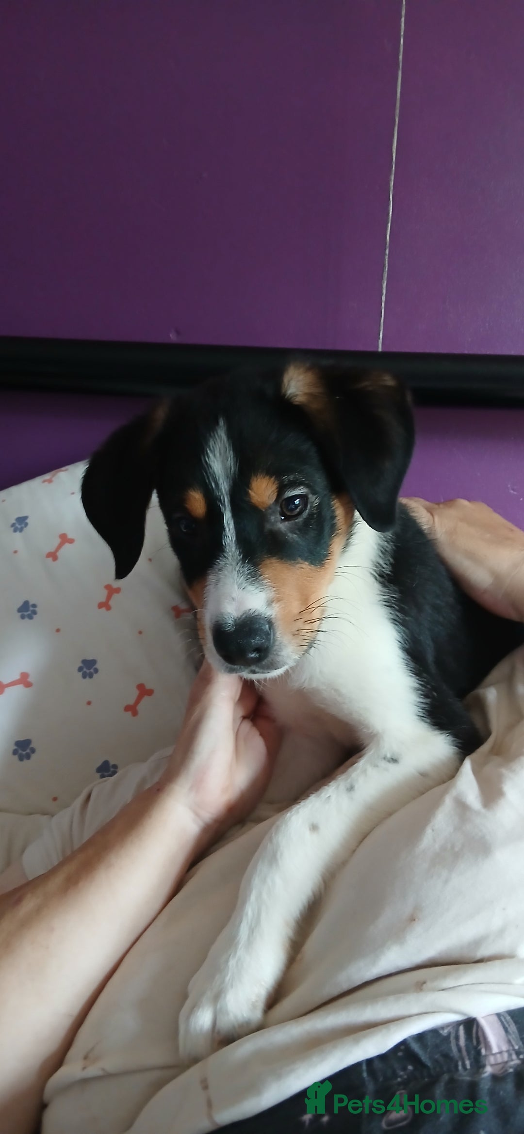 Mixed Breed dogs for sale: patterdale collie x  - Image 2