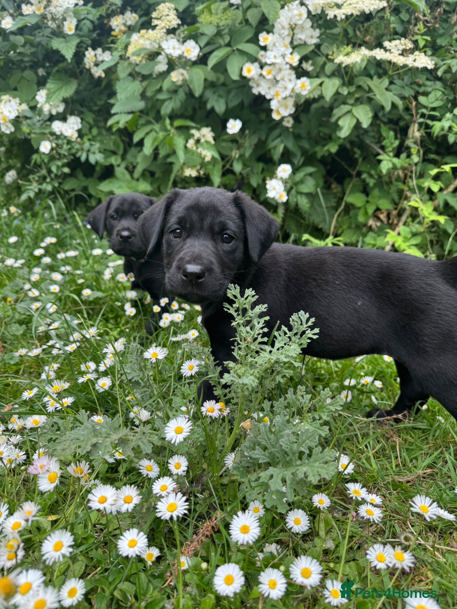 Labrador Retriever dogs KC Black Lab pups - Exceptional health tested - Advert 2