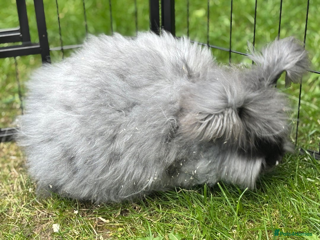 Angora rabbits for sale: female angora ready now  - Image 14