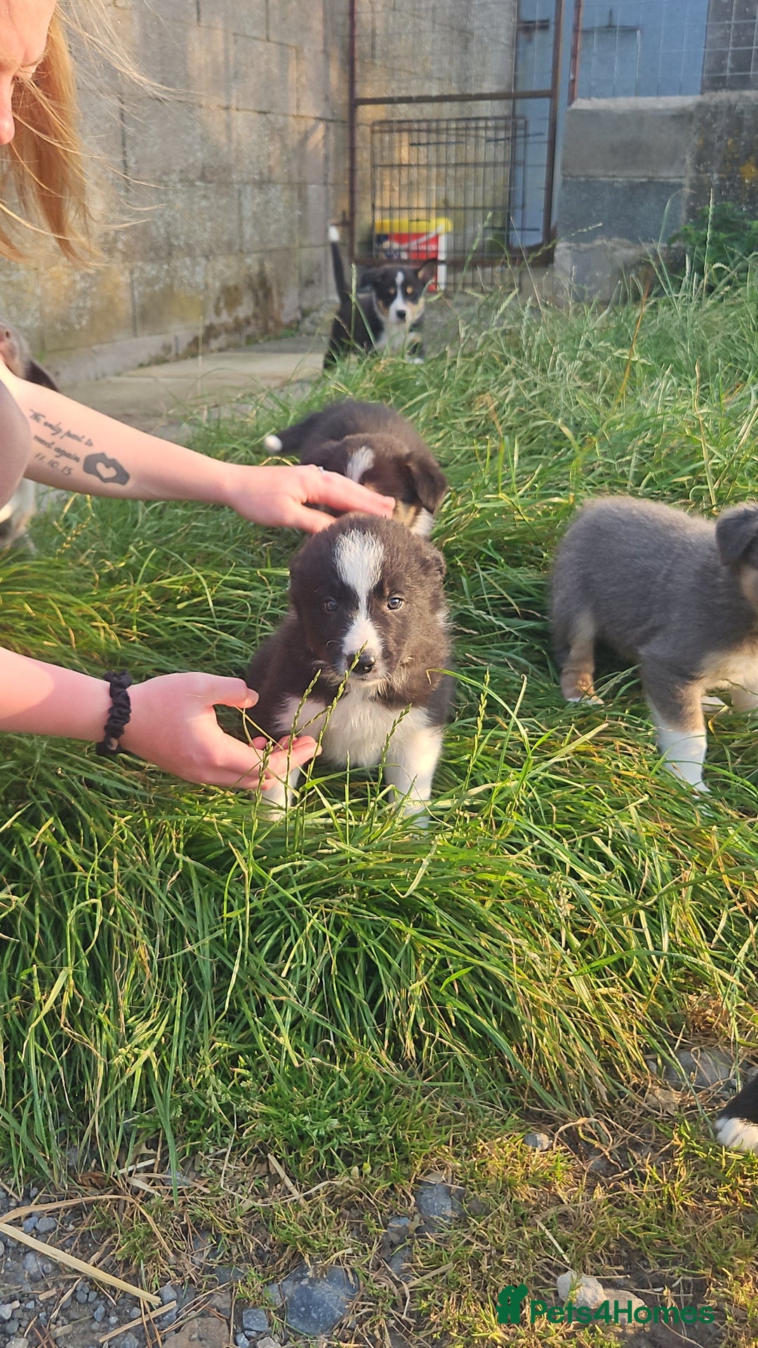 Border Collie dogs for sale: Border collie dog puppy - Image 2