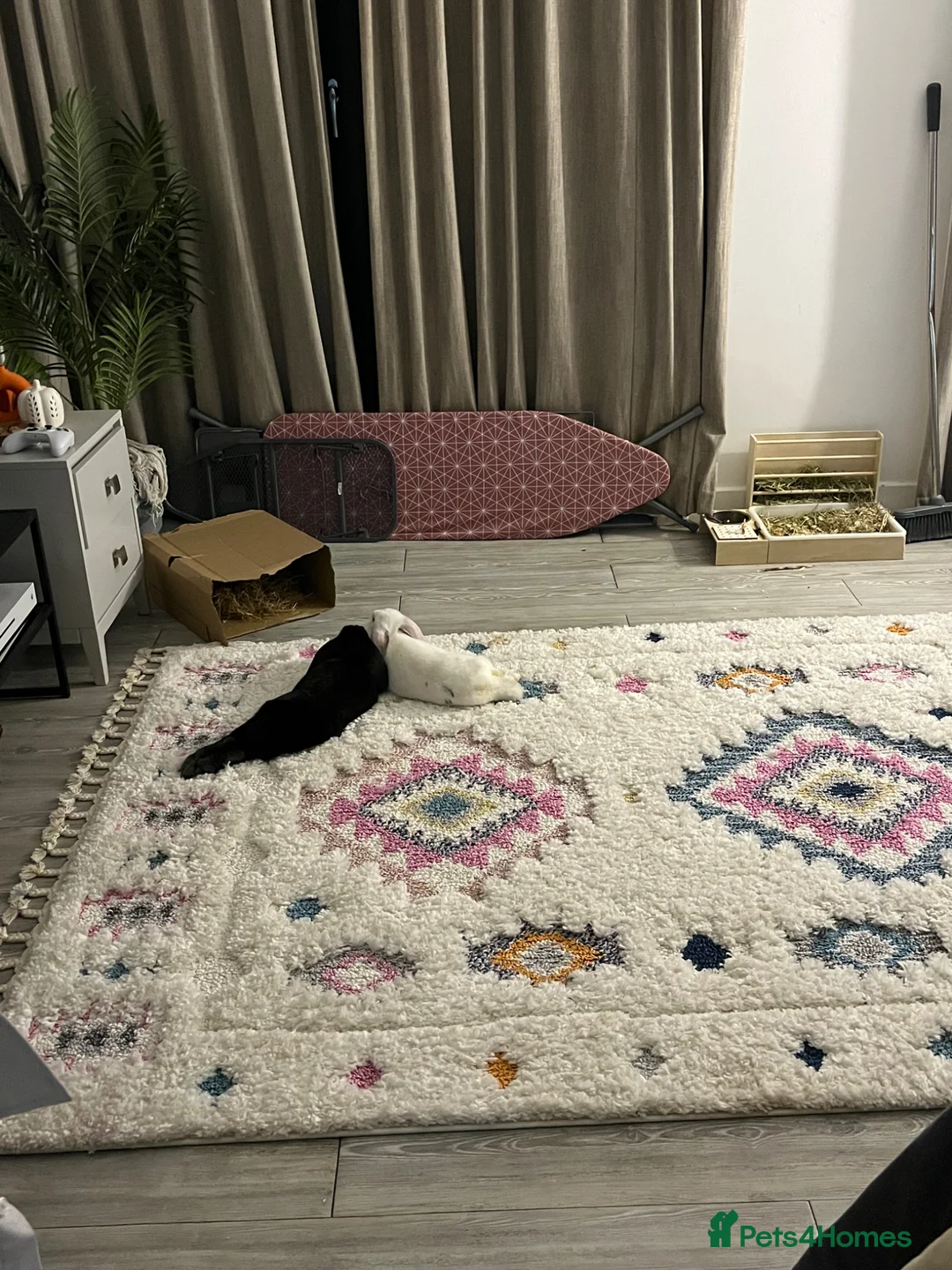 Mini Lop rabbits for sale: Lop bunnies adopted from Pets at Home.  - Advert 2