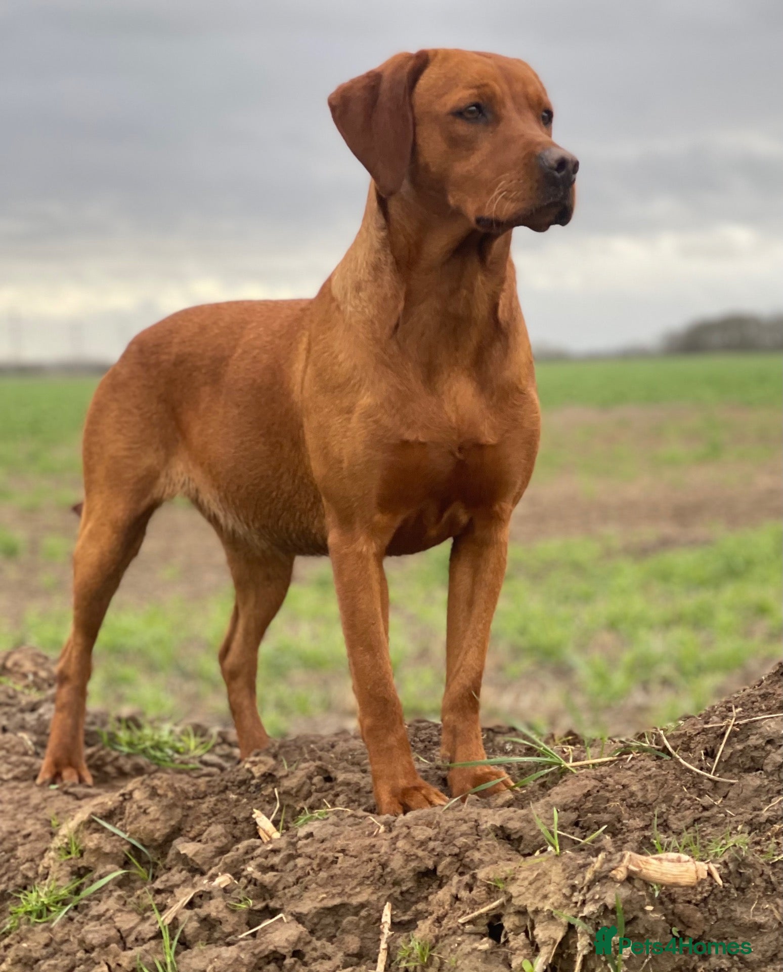 Labrador Retriever dogs for sale: Stunning KC Fox Red Boys & Girls Labradors  - Advert 2