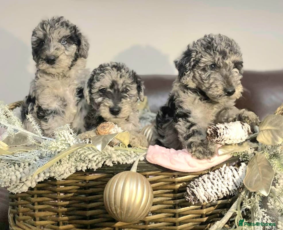 Mixed Breed dogs STUNNING FOODLE PUPPIES - Advert 1