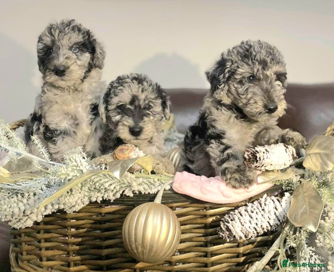 Mixed Breed dogs for sale: STUNNING FOODLE PUPPIES - Advert 1