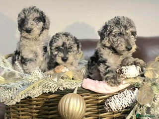 Mixed Breed dogs for sale: STUNNING FOODLE PUPPIES - Advert 1