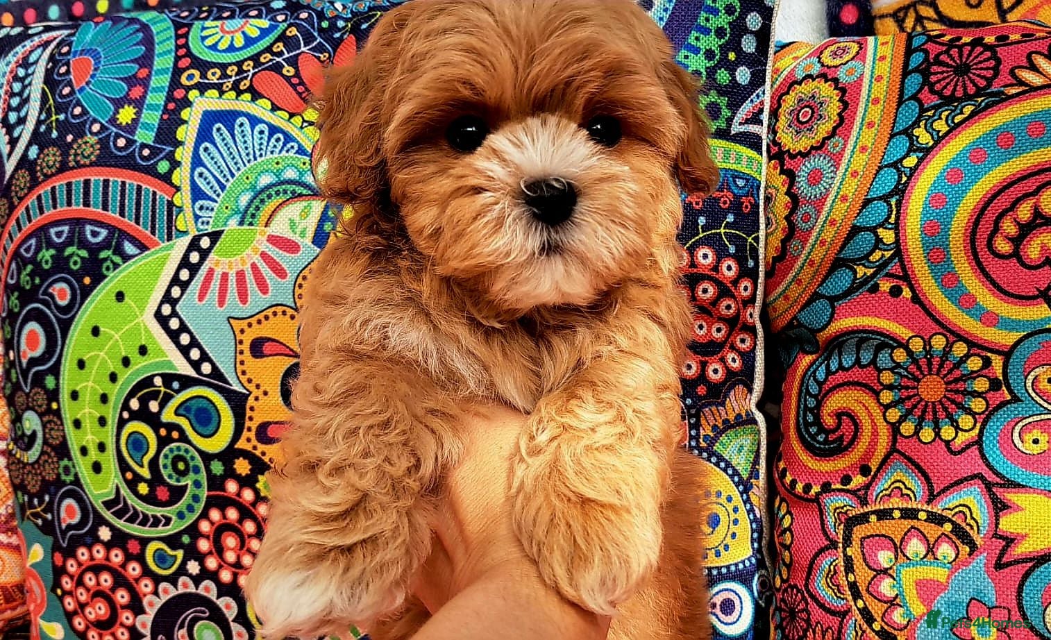 Maltipoo dogs F1 korean tiny Maltipoo  - Advert 15