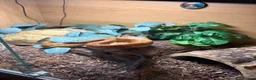 Corn Snake reptiles for sale: Corn Snake  in London - Advert 3