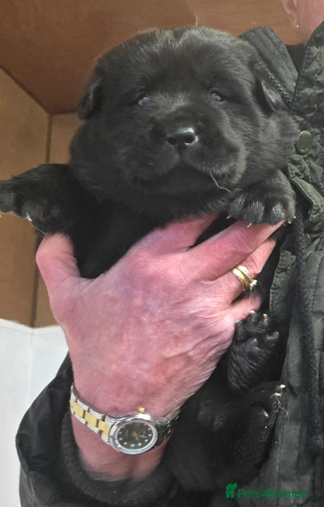 Mixed Breed dogs for sale: Gorgeous Chowador Puppies  - Advert 5
