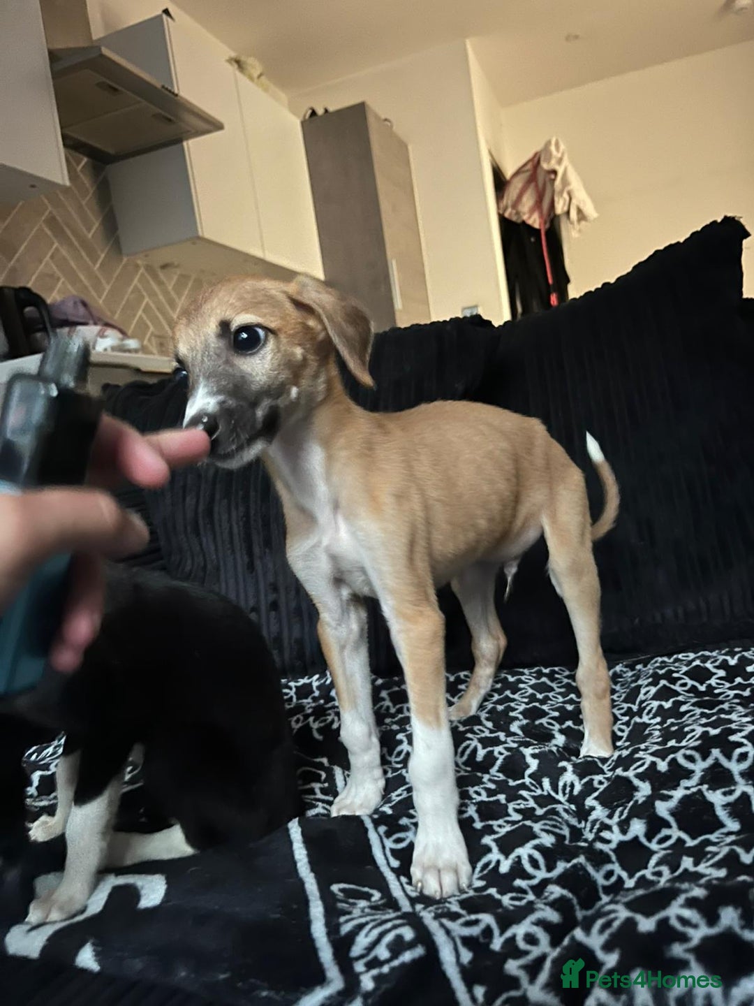 Lurcher dogs for sale: Lurcher pups  - Image 6