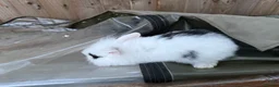 Mini Lion Lop rabbits for sale:  Baby mini lion lops born on 12 August  - Advert 5