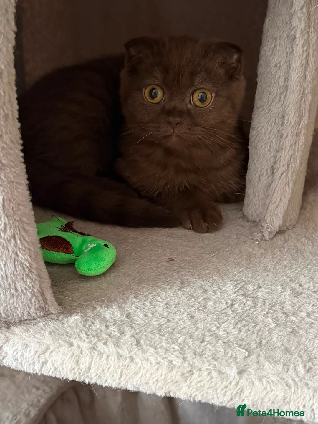 British Shorthair cats for sale: 2 girls British Short Hairs - Advert 2