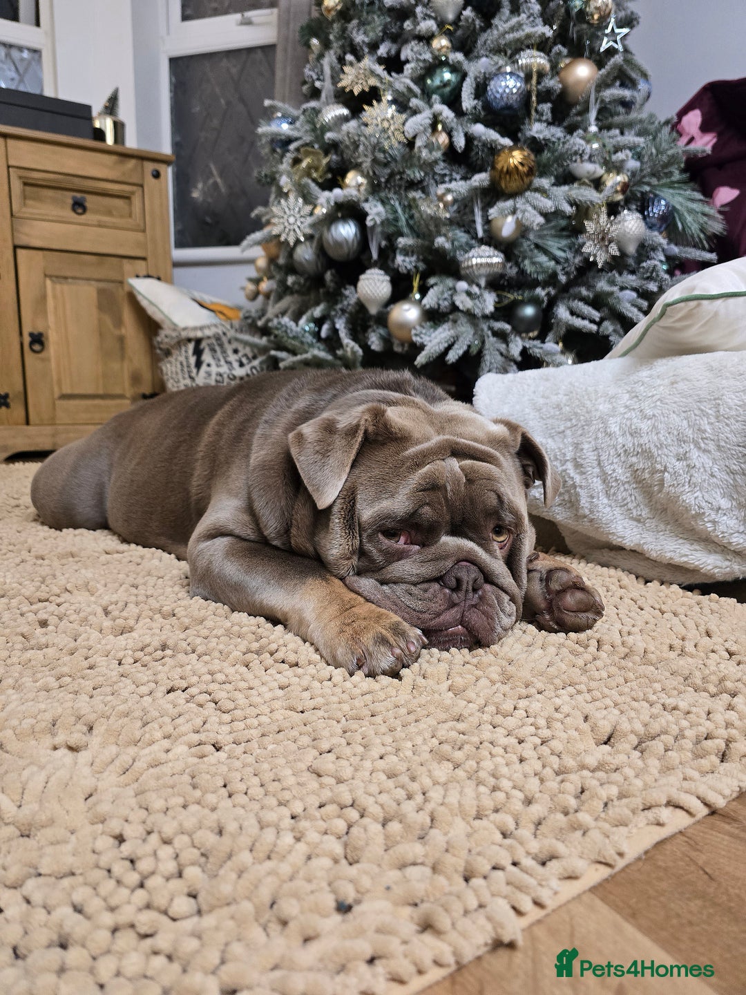 English Bulldog dogs for stud: Lowkey *Proven stud* RARE DNA, top blood lines  - Advert 4
