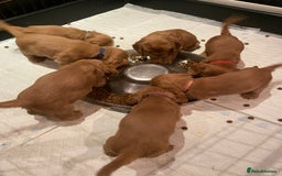 Cocker Spaniel dogs for sale: KC Reg Show Type Golden Cocker Spaniel puppies - Image 4