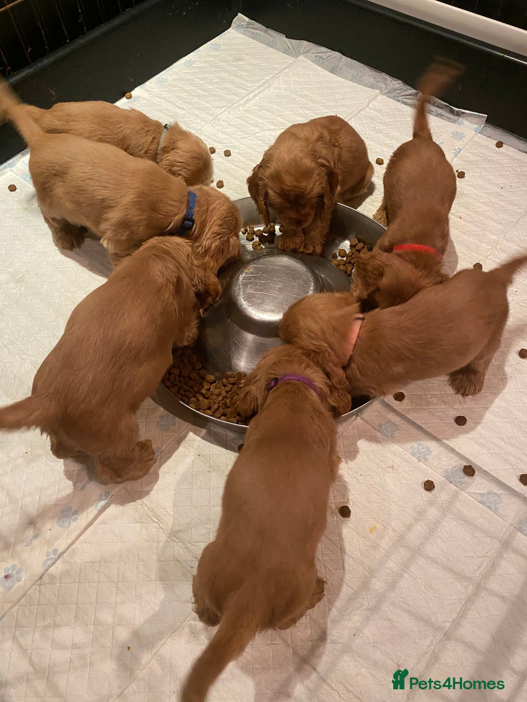 Cocker Spaniel dogs for sale: KC Reg Show Type Golden Cocker Spaniel puppies - Image 4