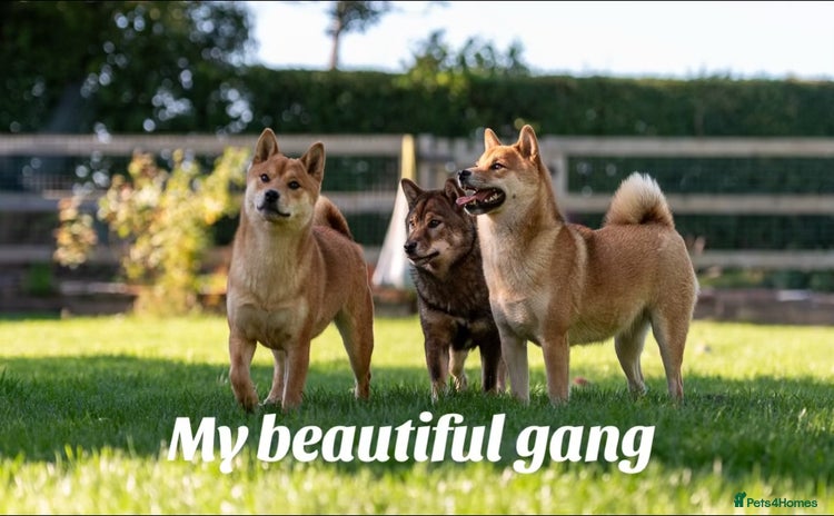 Japanese Shiba Inu dogs - Advert 1