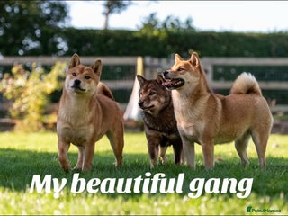 Japanese Shiba Inu dogs - Advert 9