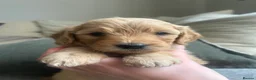 Mini Goldendoodle dogs for sale: F1 Mini Goldendoodle Puppies- ONE REMAINING   - Advert 16