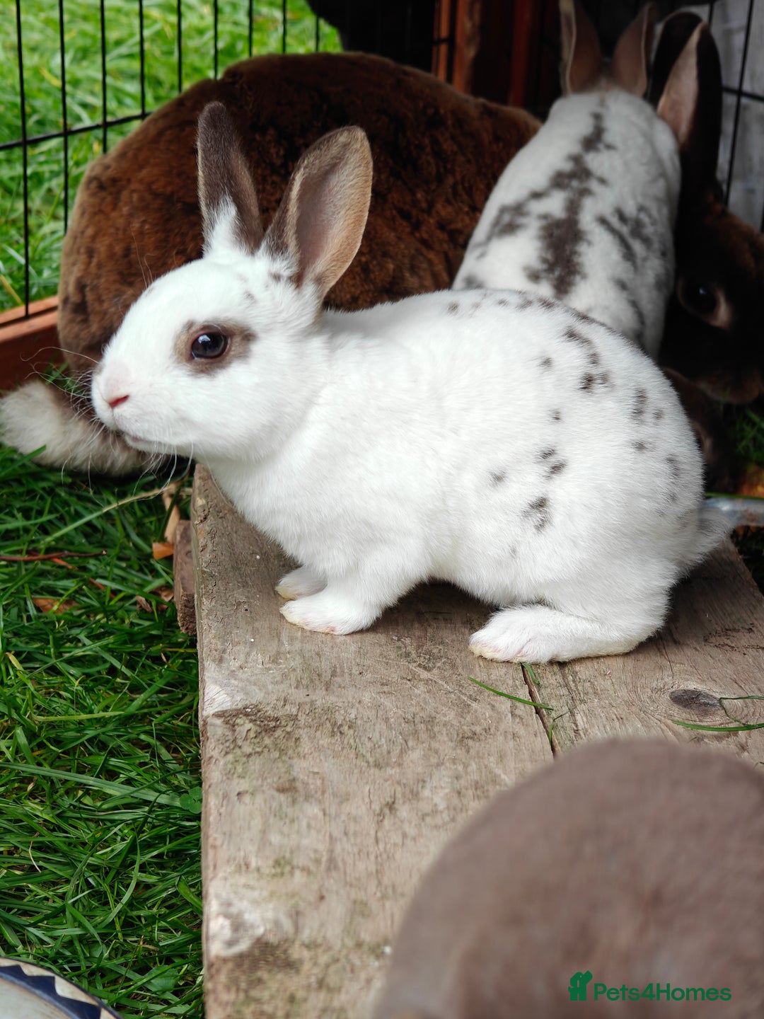 Rex rabbits for sale: Mixed litter of Mini Rex  - Image 37