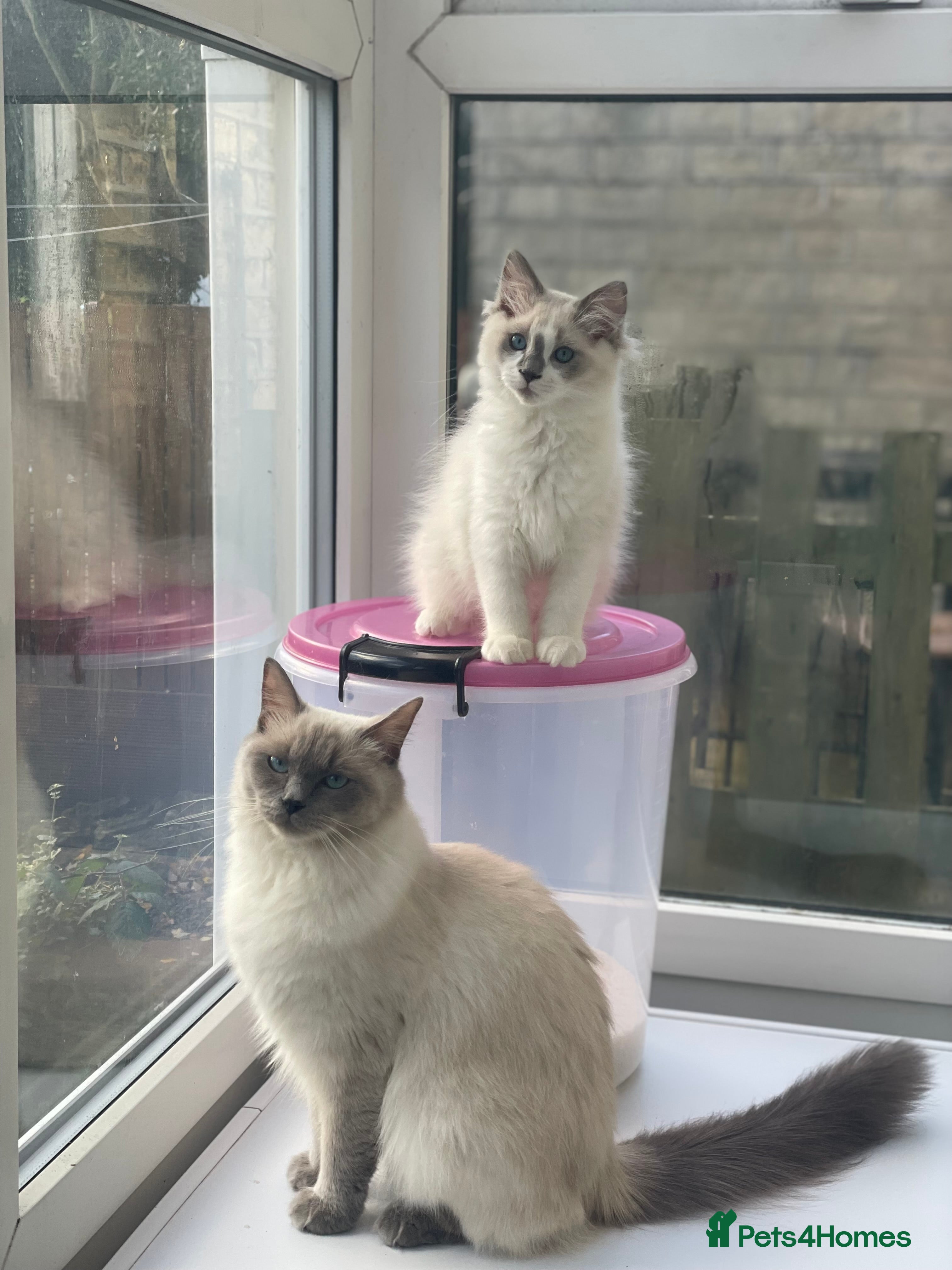 Ragdoll cats Reduced🌟CHAMPION🌟FATHER GCCF 🌟BLOODLINE RAGDOLL - Advert 5