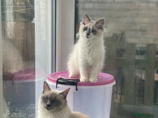Ragdoll cats Reduced🌟CHAMPION🌟FATHER GCCF 🌟BLOODLINE RAGDOLL - Advert 4