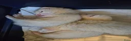 Ferret rodents for sale: Friendly Ferret Girls - Advert 10