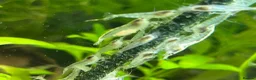 Shrimps fish for sale: Assorted shrimp skittle mix - Advert 16